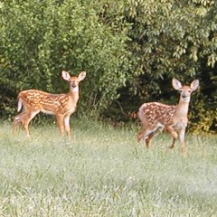Honored Guests at Fawn creek