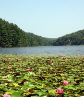 The amazing swans at serene Lake Logan in the Hocking Hills