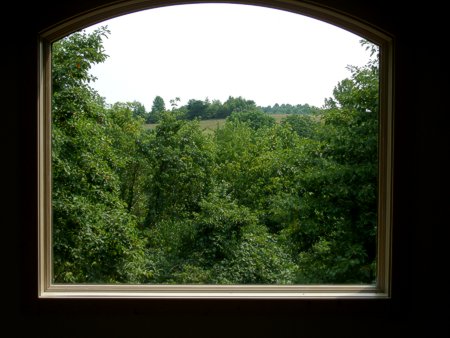 artist pines cottage view from window