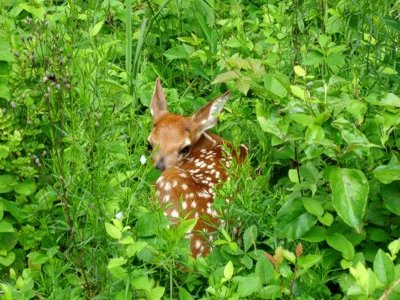 fawn sitting in bushes