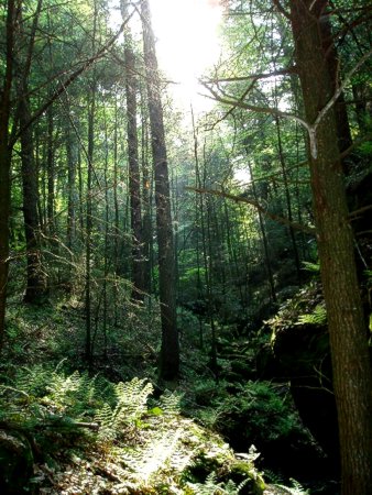 hocking hills forst