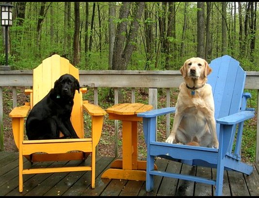2 dogs on a chair