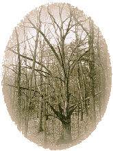 ar_tree.gif (13923 bytes)
