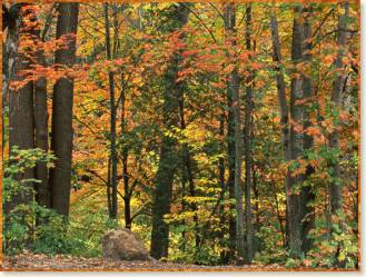 Autumn Woods