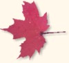 Maple Leaf