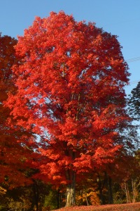 Chandlers enchanted acres tree