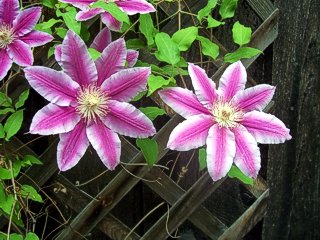 Summer Flowers