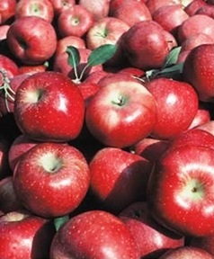 Jackson County Apple Festival