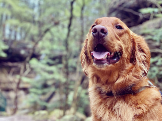 Dog on the trail