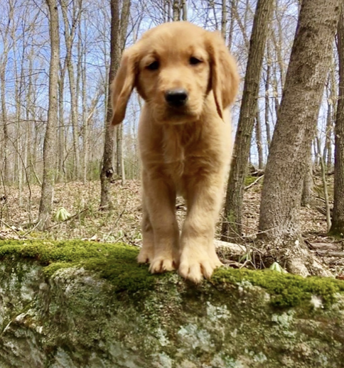 puppy looking at the camera