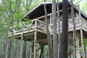 Comfort in the Woods