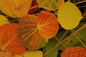 Picture of Jividen's Naturally Wild Photo Adventures