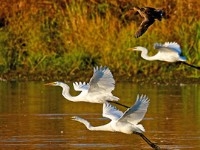 Pickerington Ponds Metro Park