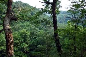 Earl H. Barnhart's Buzzards Roost Nature Preserve