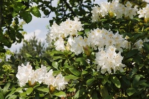 Rhododendron Cove State Nature Preserve