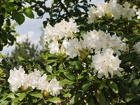 Rhododendron Cove State Nature Preserve