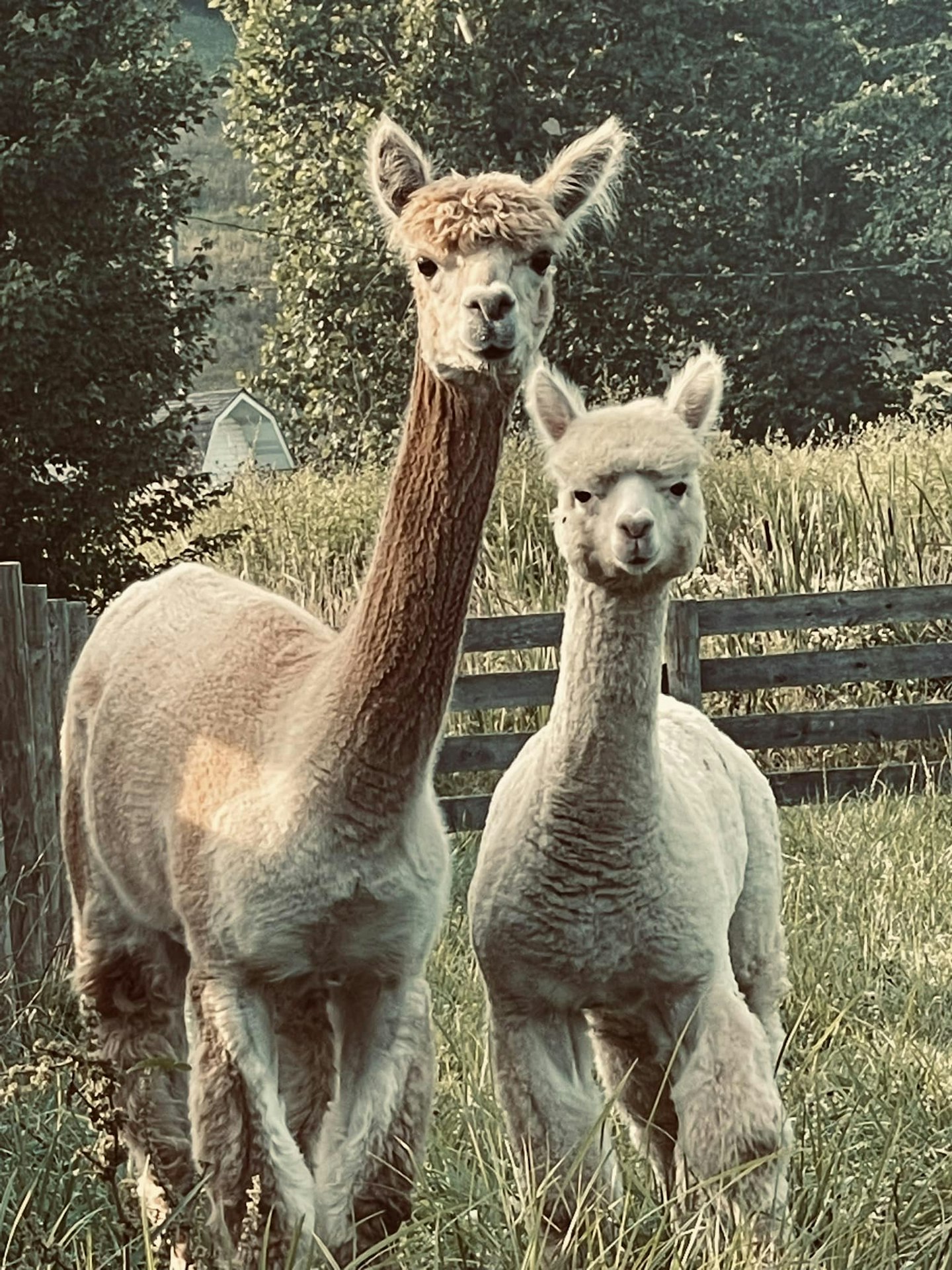Picture of Fox's High Rock Farm