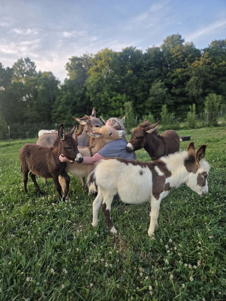 Sweet Mini Js Farm Sweet Mini Js Farm