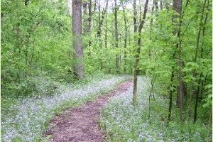 Wayne National Forest