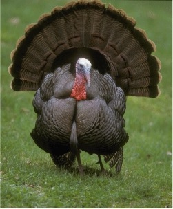 Wild Turkey Festival