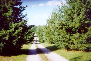 Log Cabin path