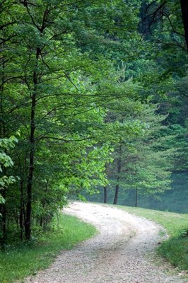 Paradise Cabin Driveway