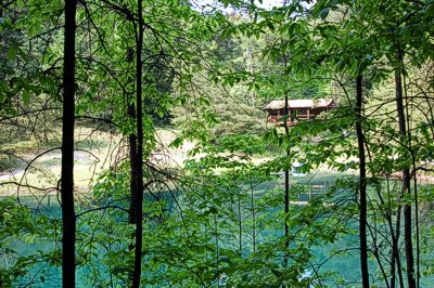 Paradise Cabin trees