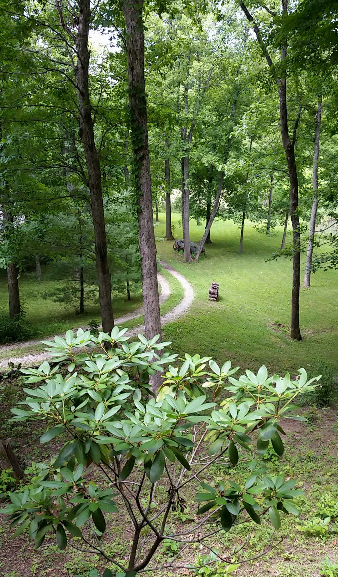 Lower Driveway