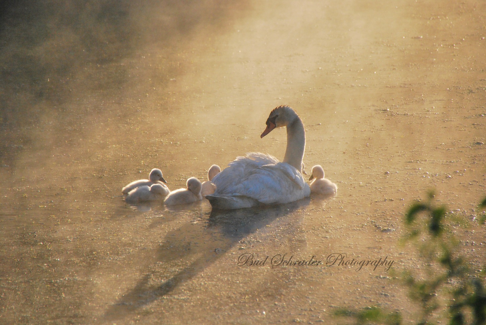 The Swans in a Morning Mist