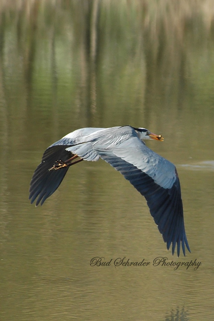 Heron With Food in Flight