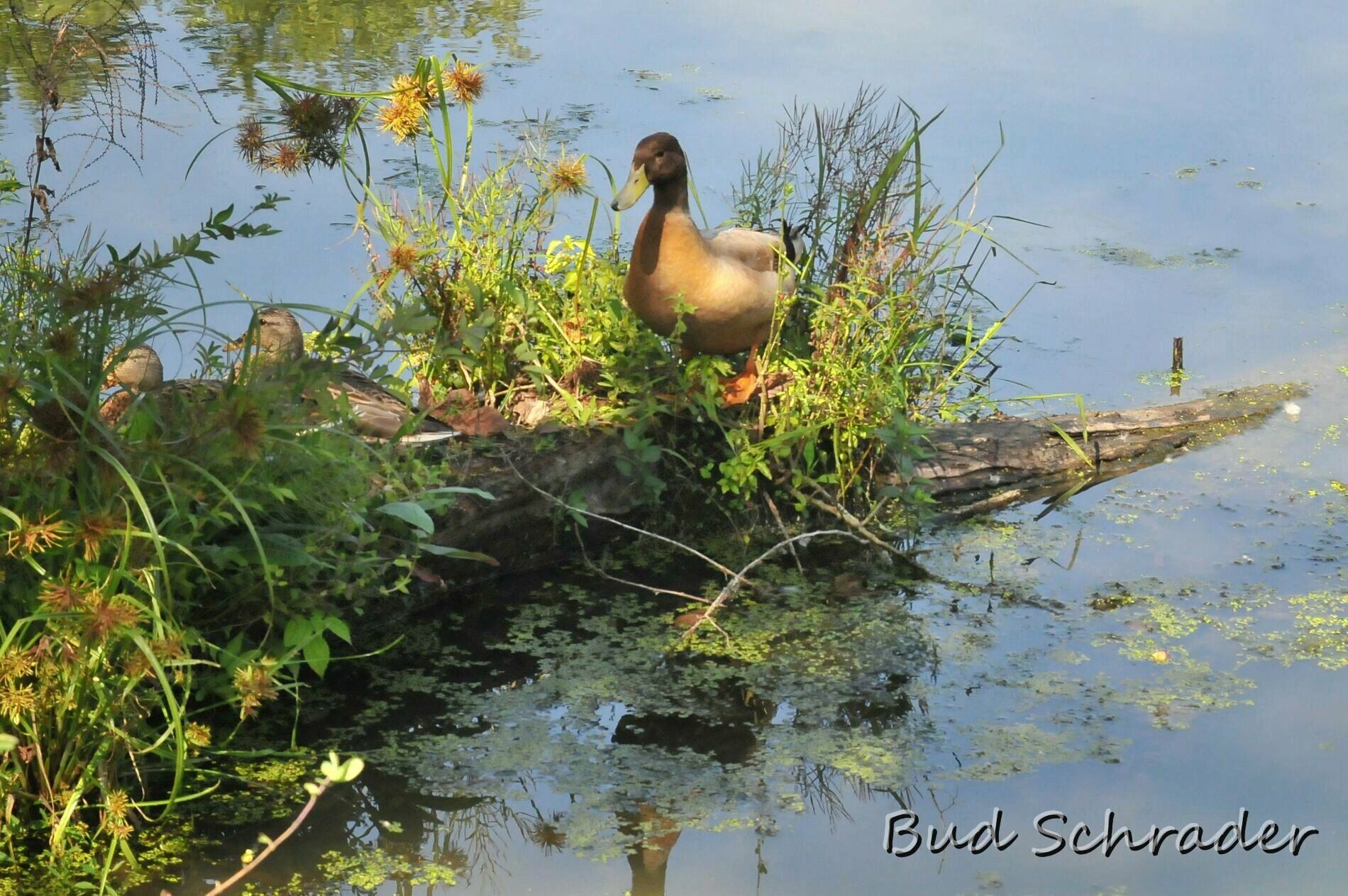 Just Ducky