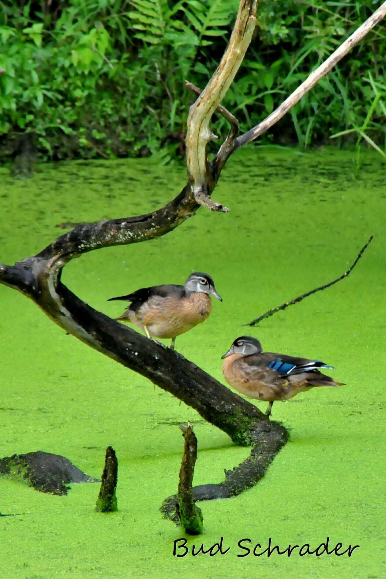 Baby Wood Ducks