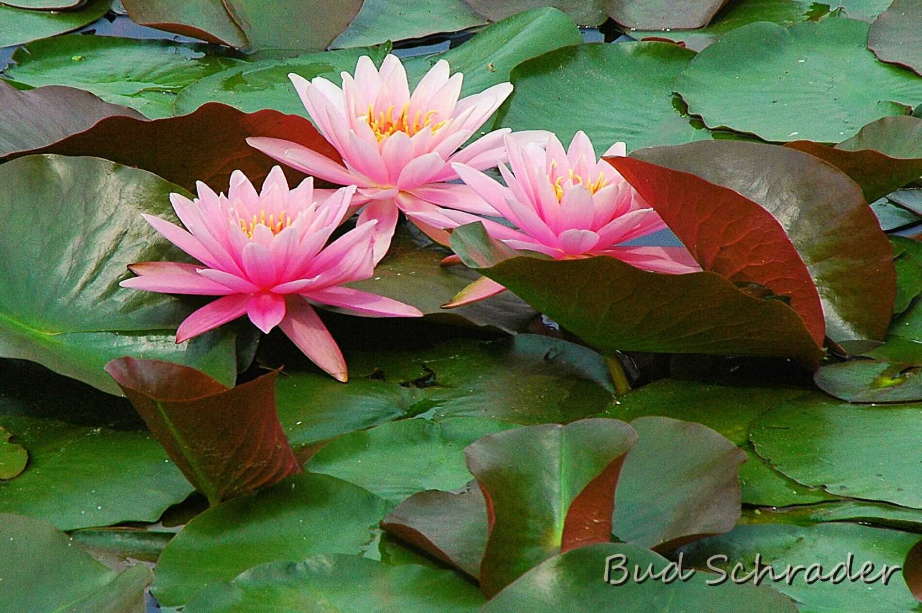 Lilies on the Lake