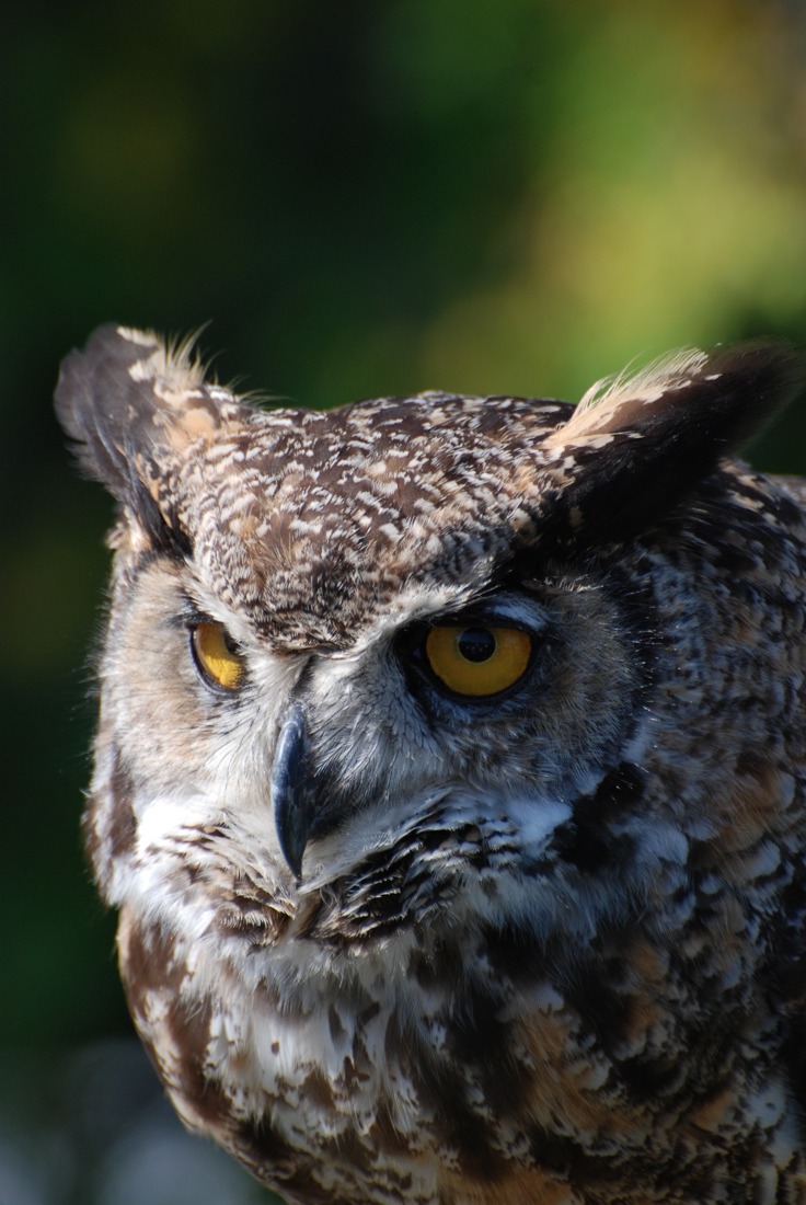 Owl
