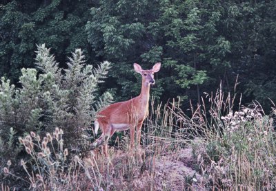 deer on a hill in hocking hills