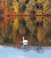 Swan in lake logan