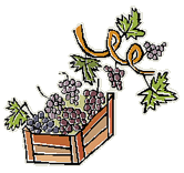 crate of grapes