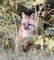 Fox in the bushes