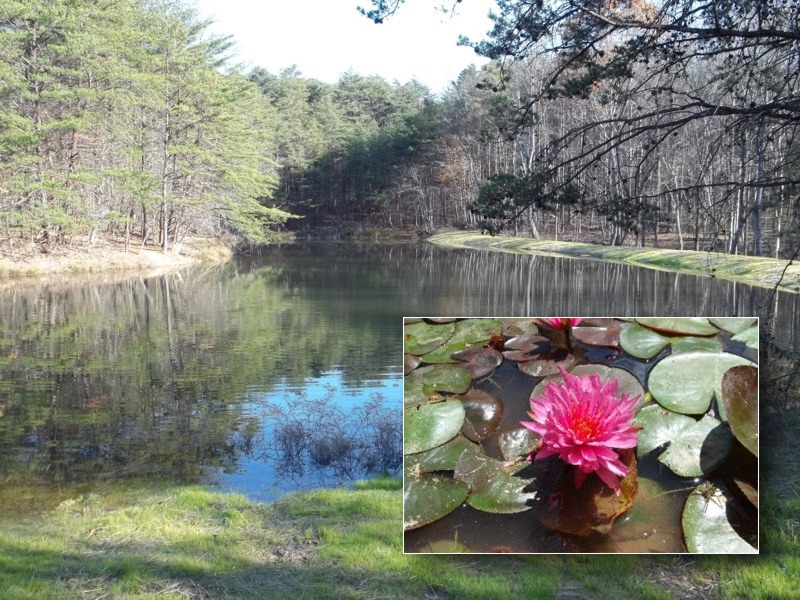 The treehouse pond