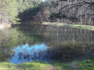 The treehouse pond