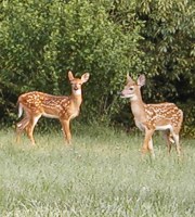 fawn hocking hills